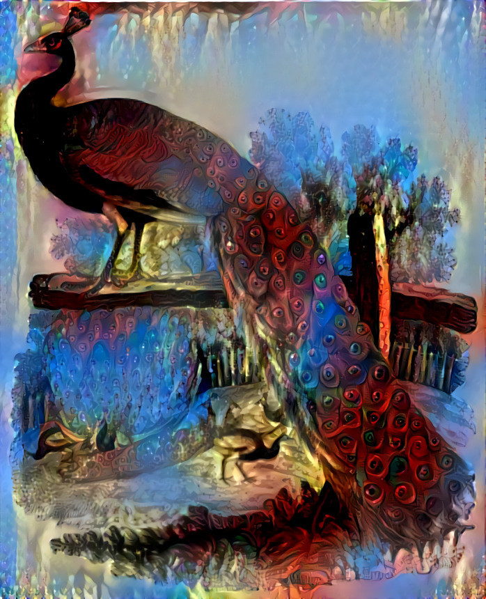 Peacock.