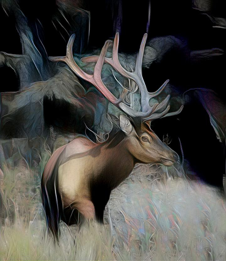 Alberta Elk   