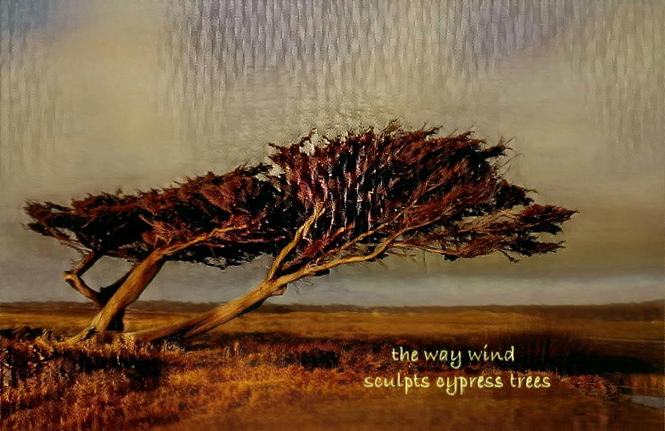 The way wind sculpts cypress trees