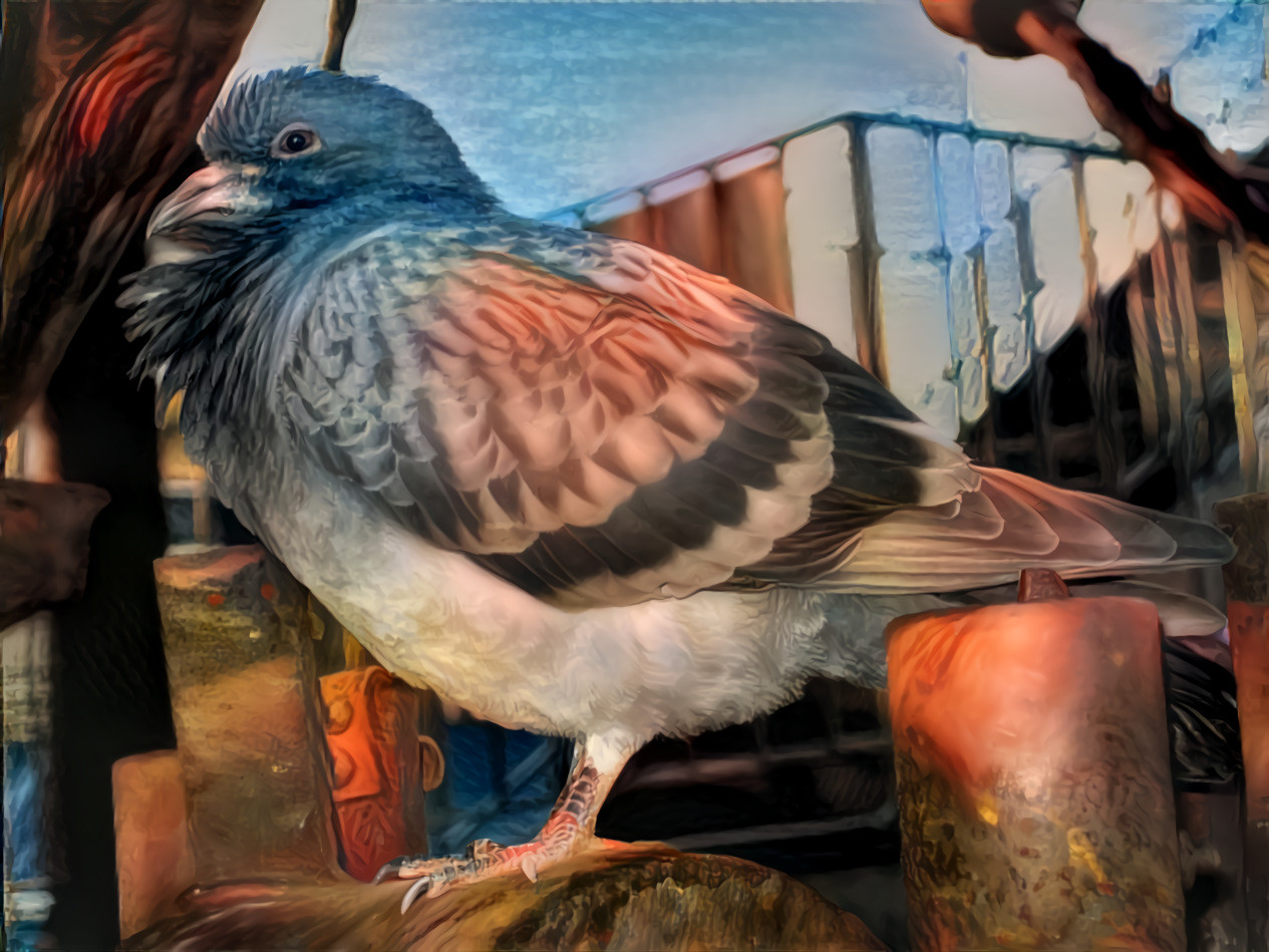 Baltimore Pigeon
