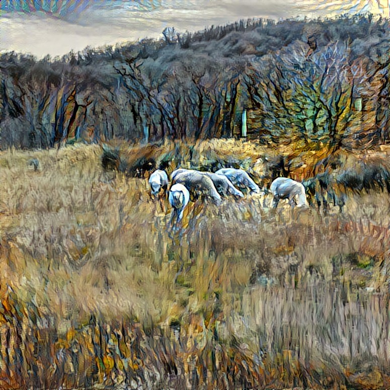 Sheep in Autumn Grass - Trappers Loop, Utah