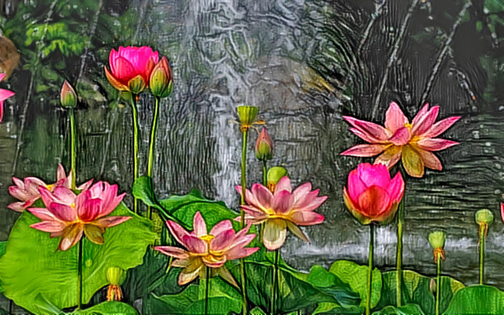 Lotus blossoms - Pixabay image