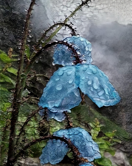 Morning dew on blue poppies