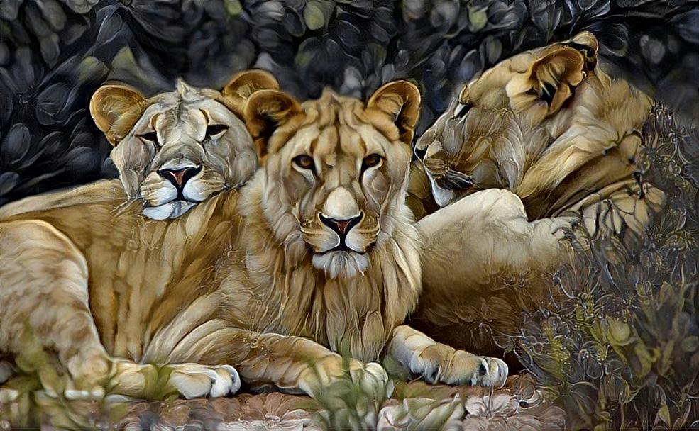 These lions were members of the Hoanub Floodplain Pride and lived along the Skeleton Coast in northwest Namibia.