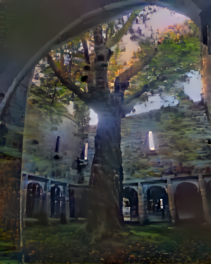 Yew Tree, Muckross Abbey, Killarney