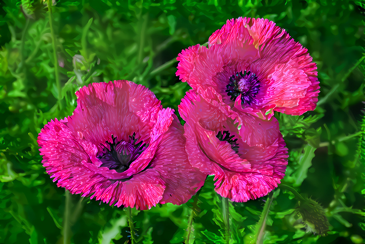 Poppies styled as an Aster flower