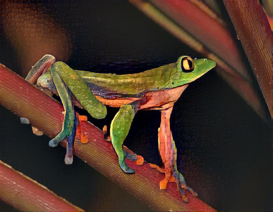 Golden-eyed_tree_frog
