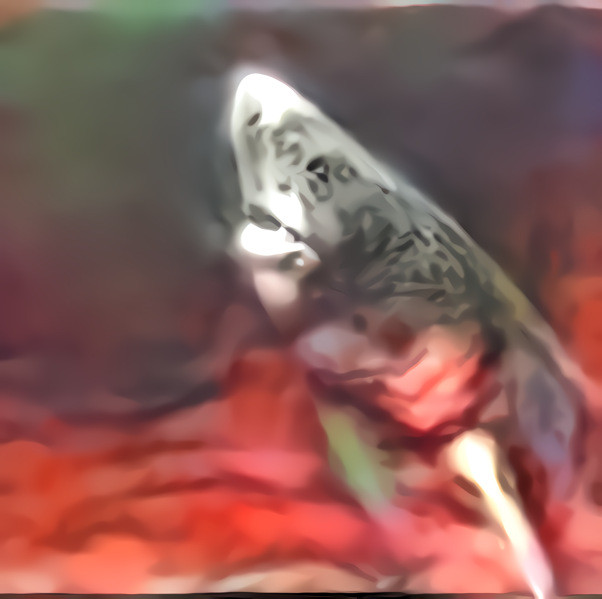 10th Horned shark