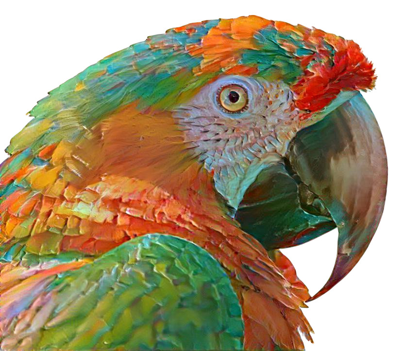 ~ Macaw ~