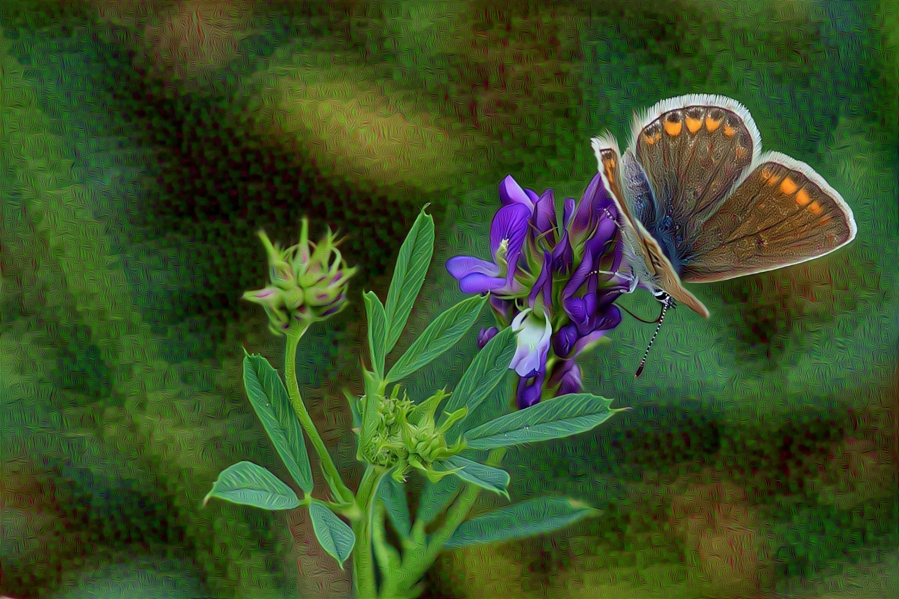 Butterfly, Purple flowers
