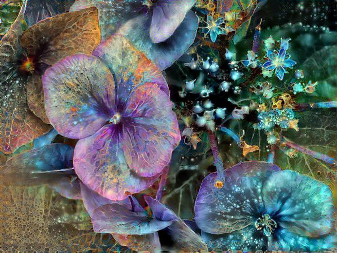 Lace Cap Hydrangea 2 Blues Purples