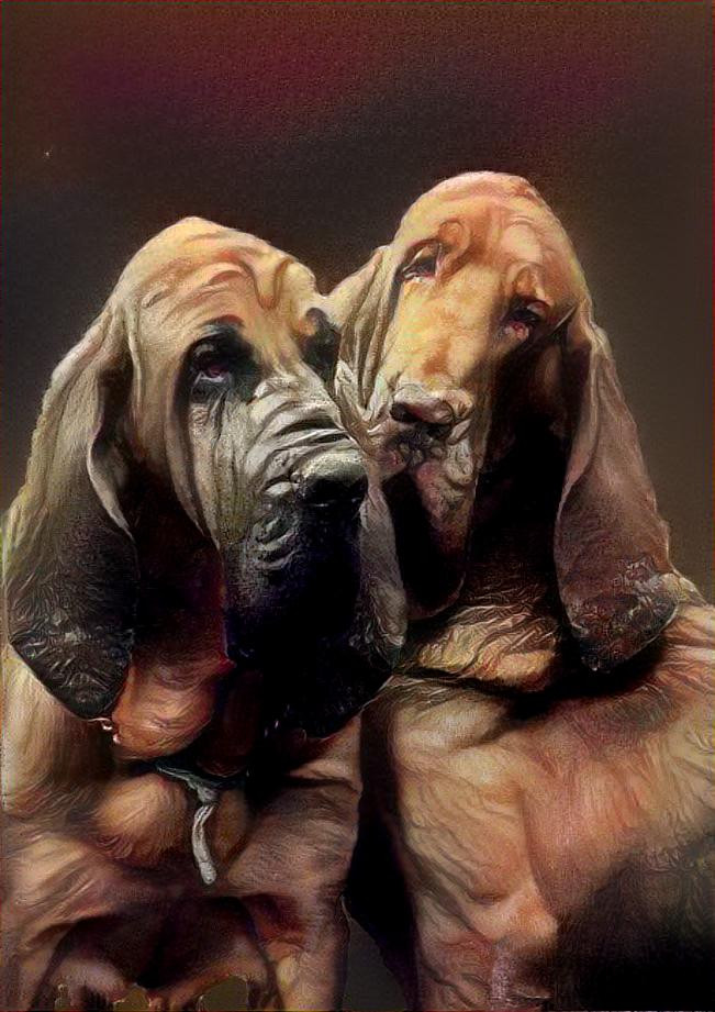 My bloodhound boys: Peppino & Rufus