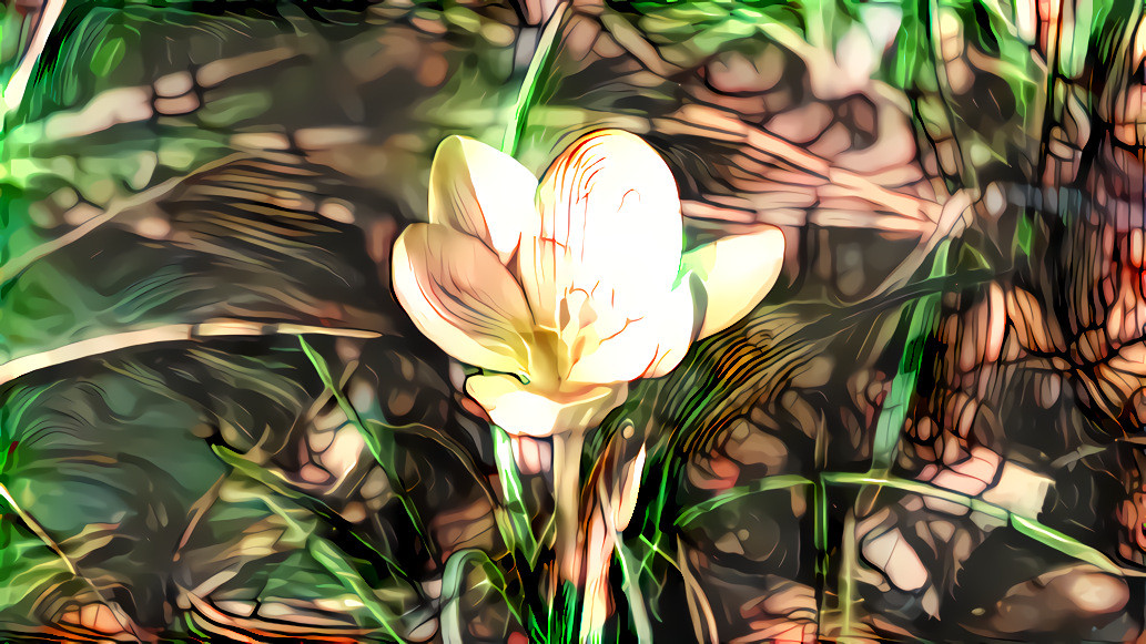 Spring Flower + Distorted Interactions