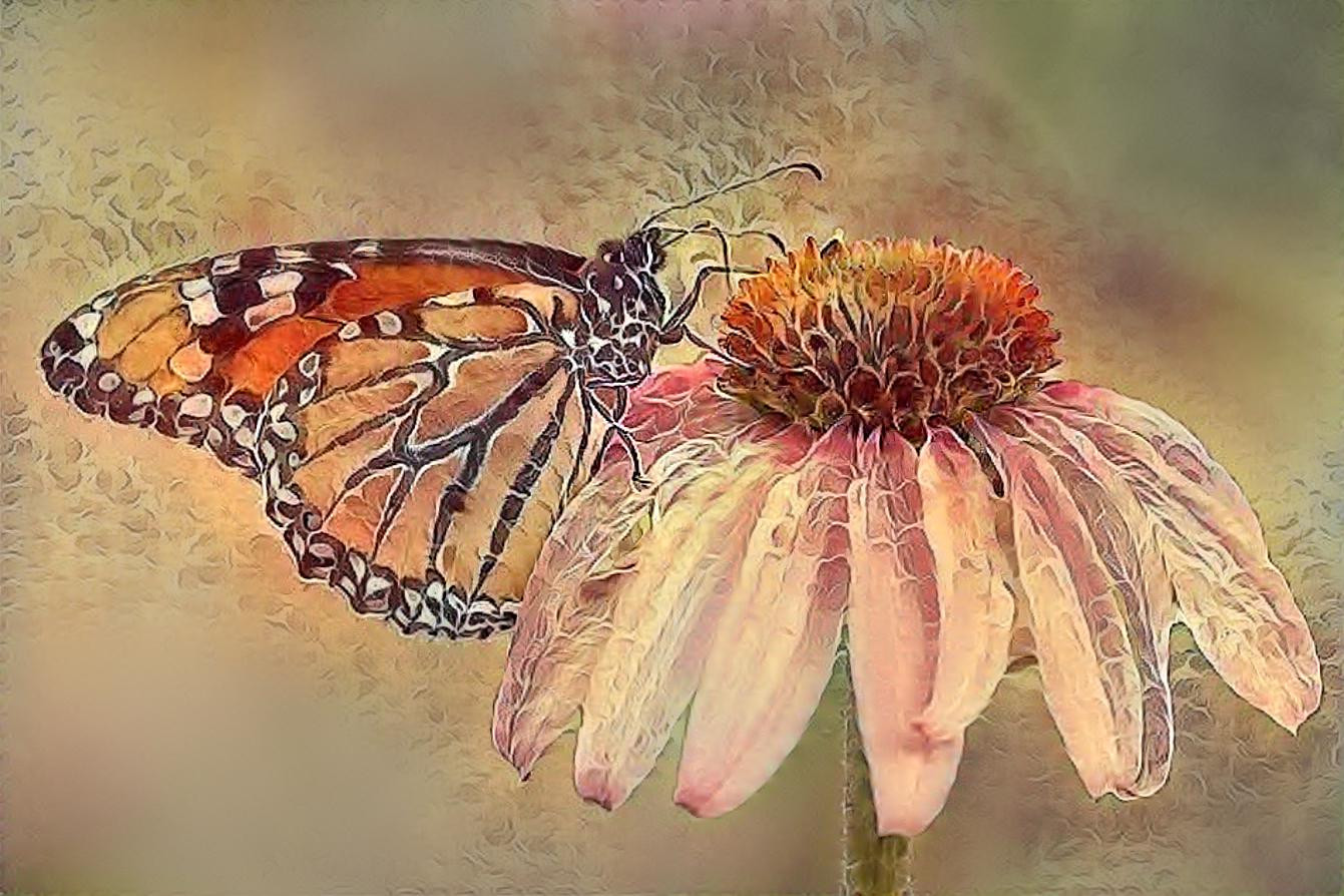 Monarch butterfly on echinacea