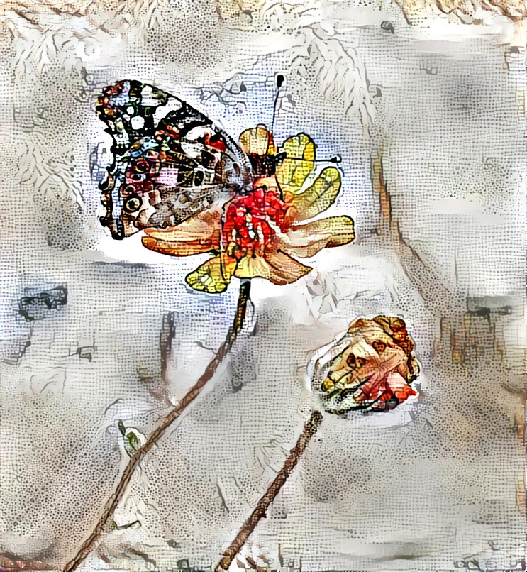 Poppy &amp; Butterfly 04.20 | MR D 80%