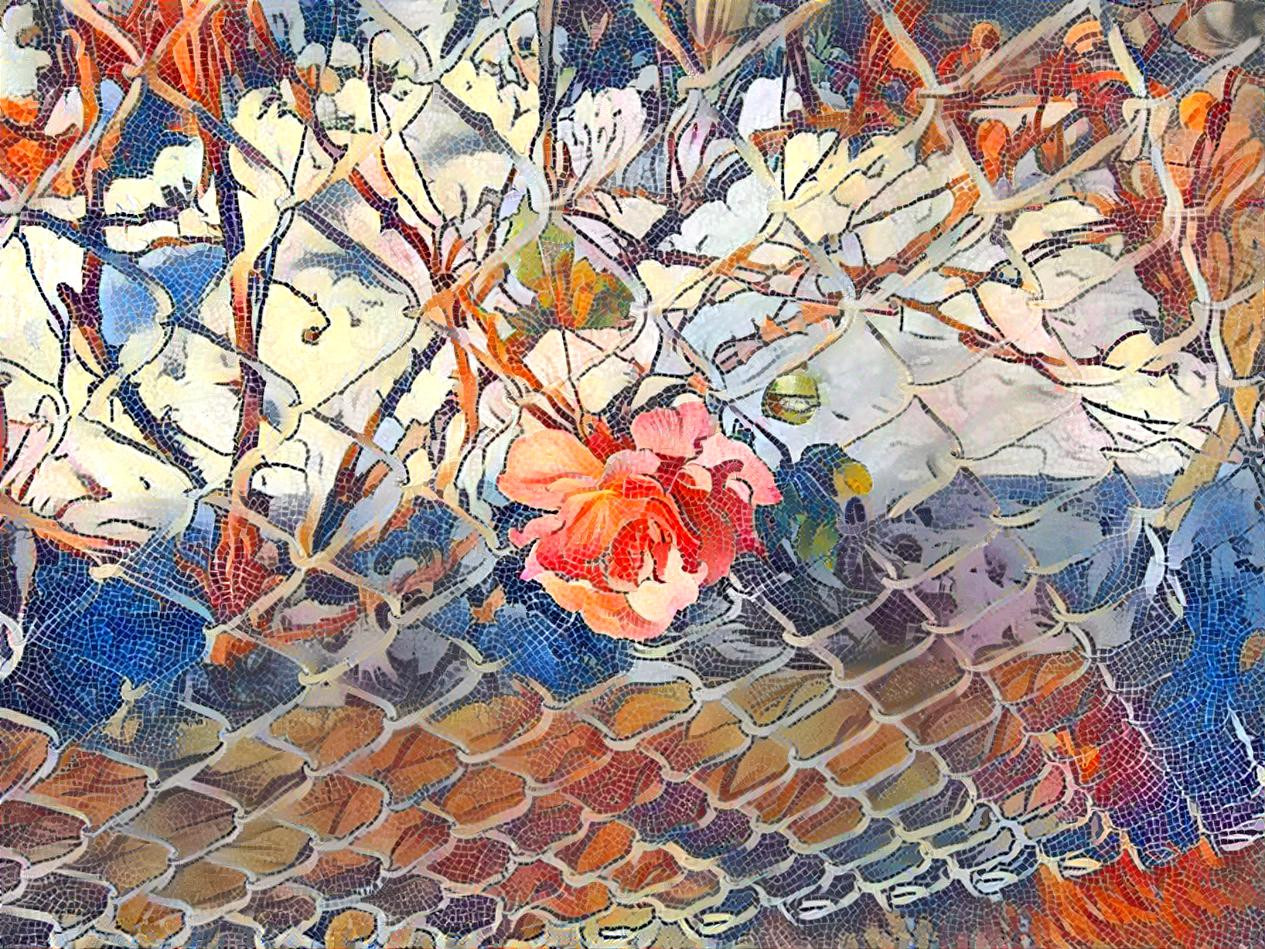 Rose in chainlink fence