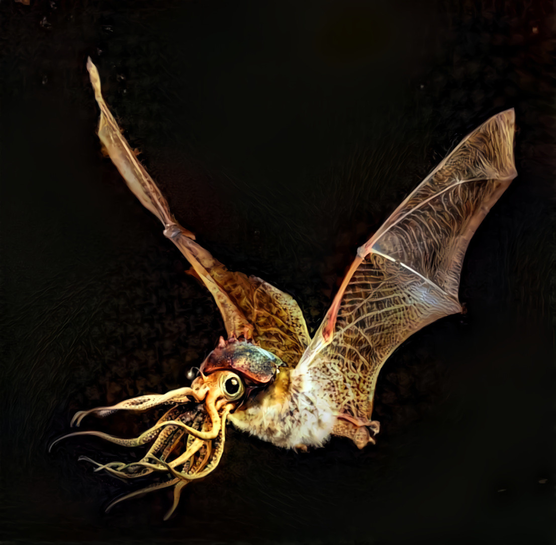 bat squid