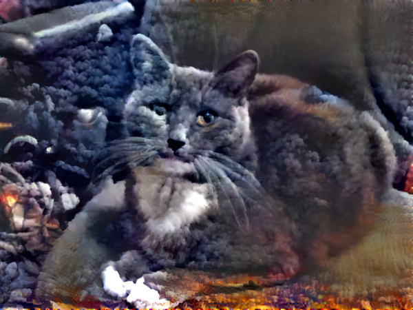 My late cat Nuttsi ~ 1999 - 2012