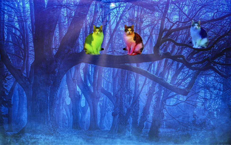 German Forest with three imagined cats