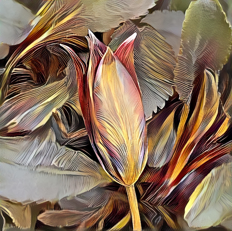 Delicate tulip