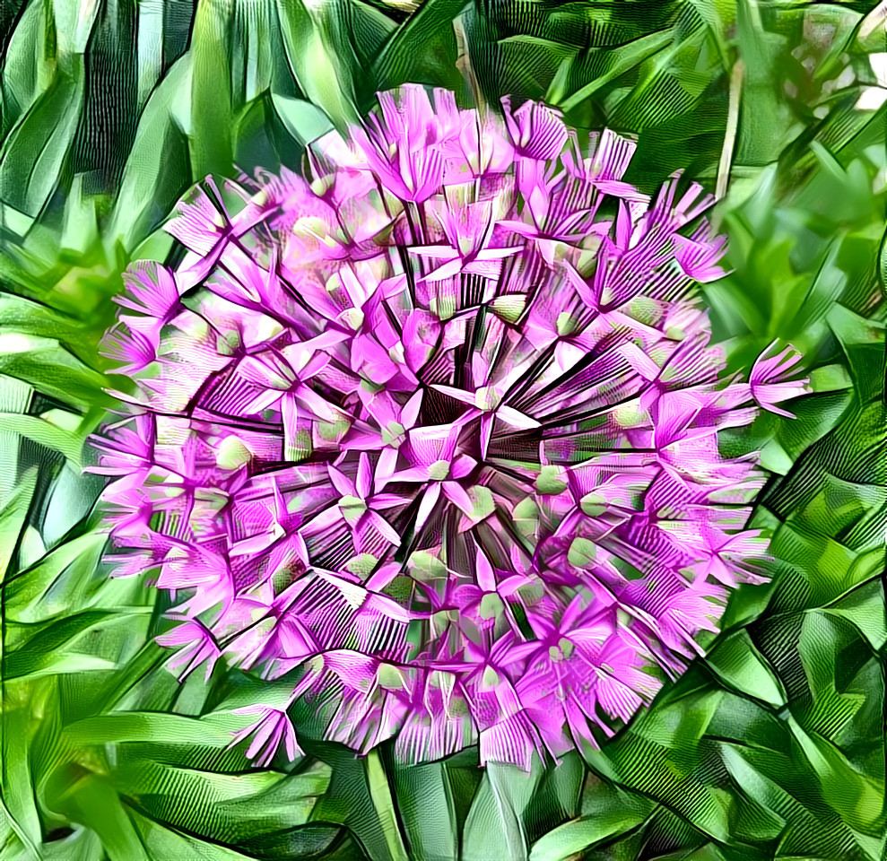 Purple Allium - photo taken 2019