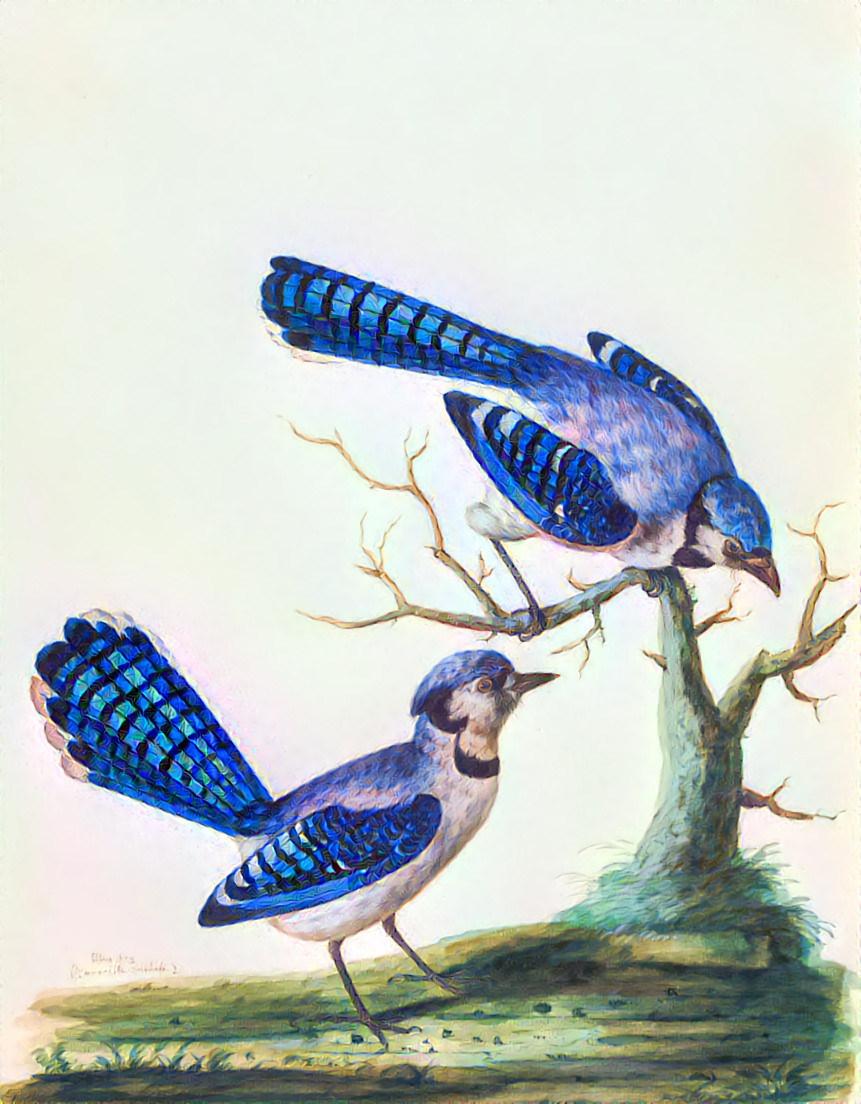 Blue Jays. Artist unnamed. McGill University’s print collection on Unsplash.
