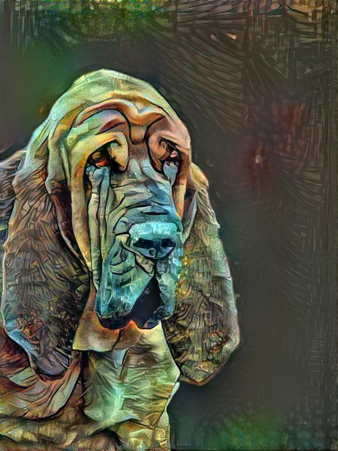 My bloodhound boy Peppino