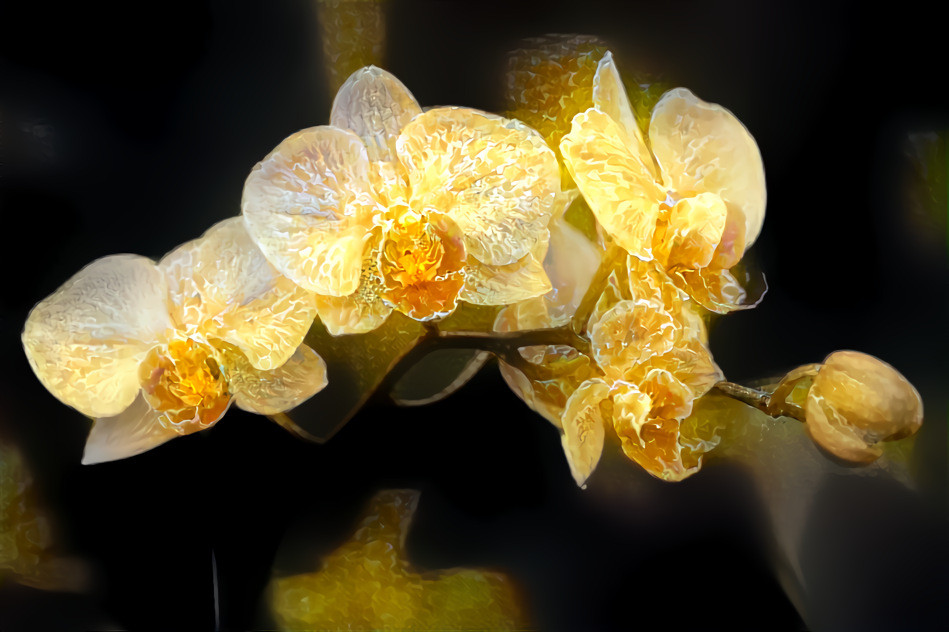 Amber ammonite orchid