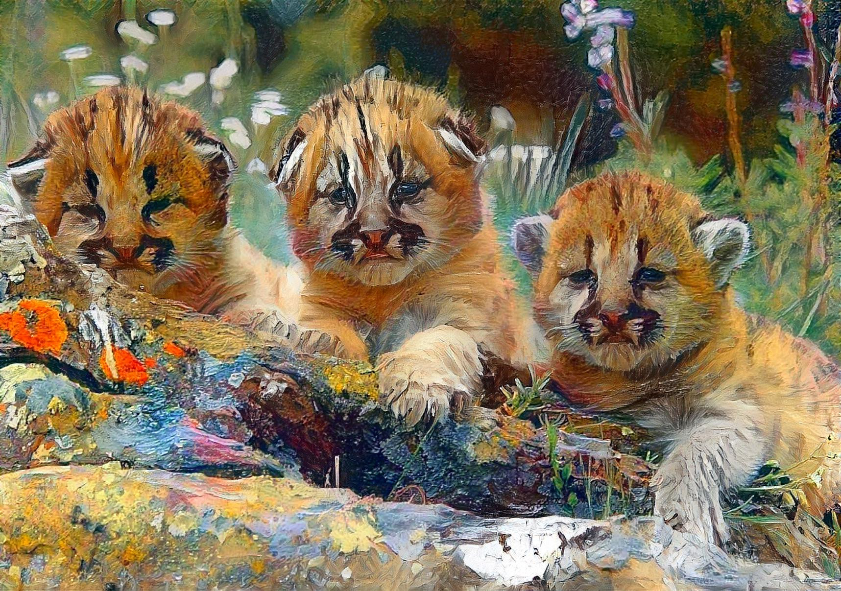 Mountain Lion Cubs