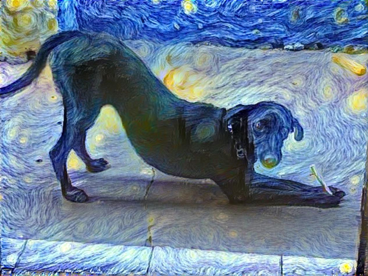 The starry dog