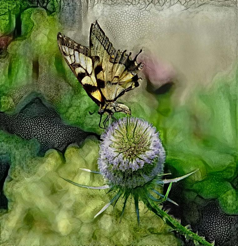 Butterfly on a Thistle