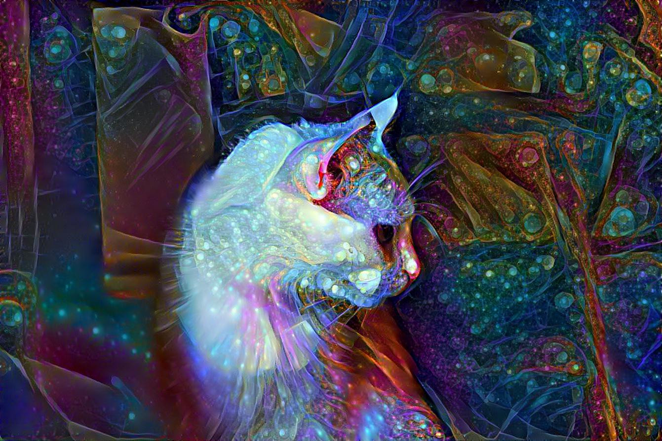 White cat, spot-lit