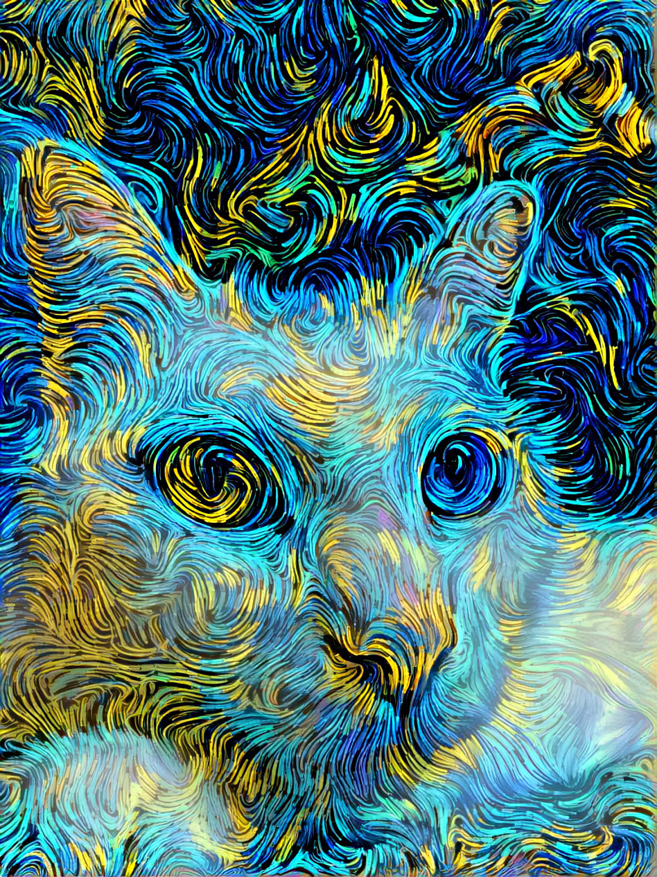 Vincent’s Cat