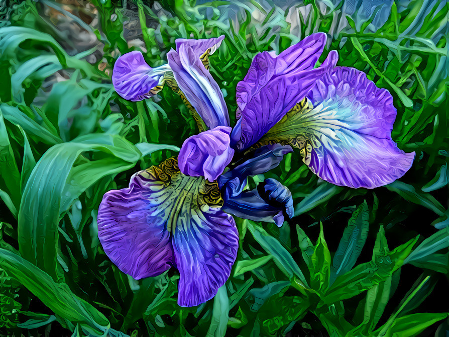 Parma Purple Iris