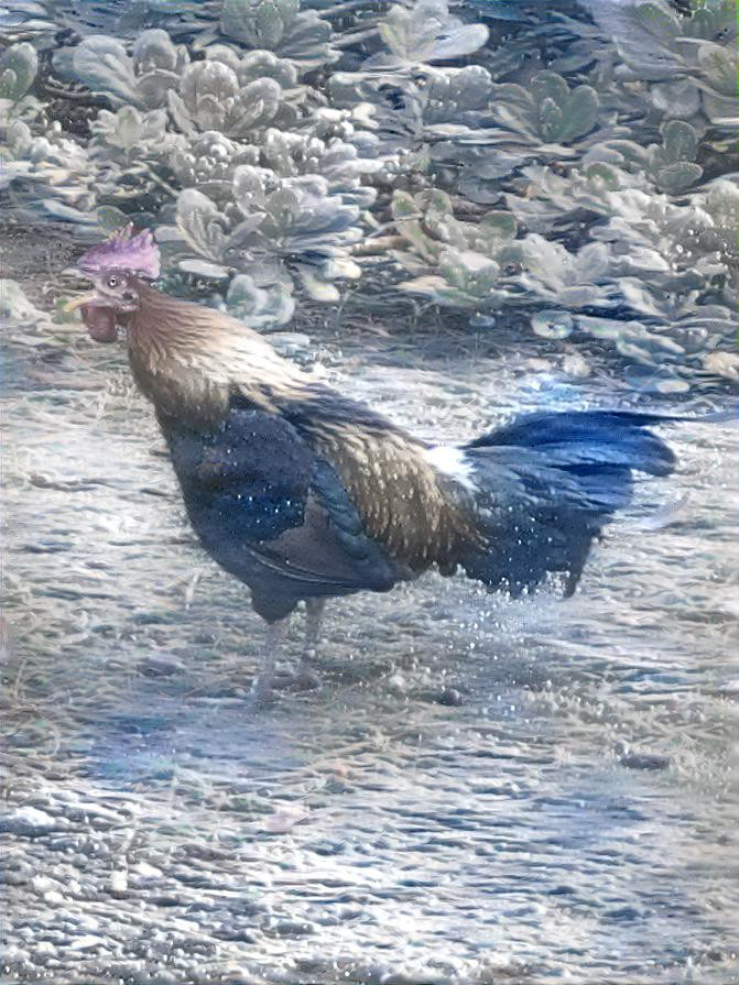 Rooster in the surf