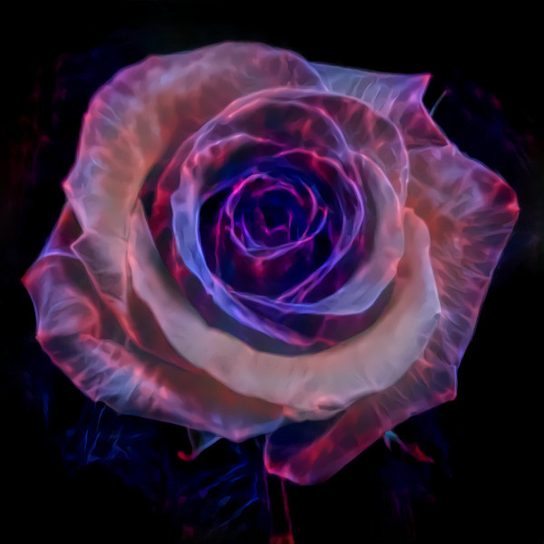 Electrified rose