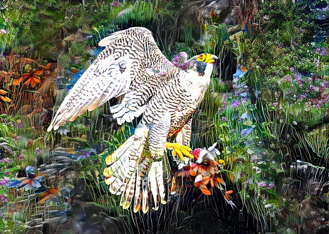 The rare Florist Hawk