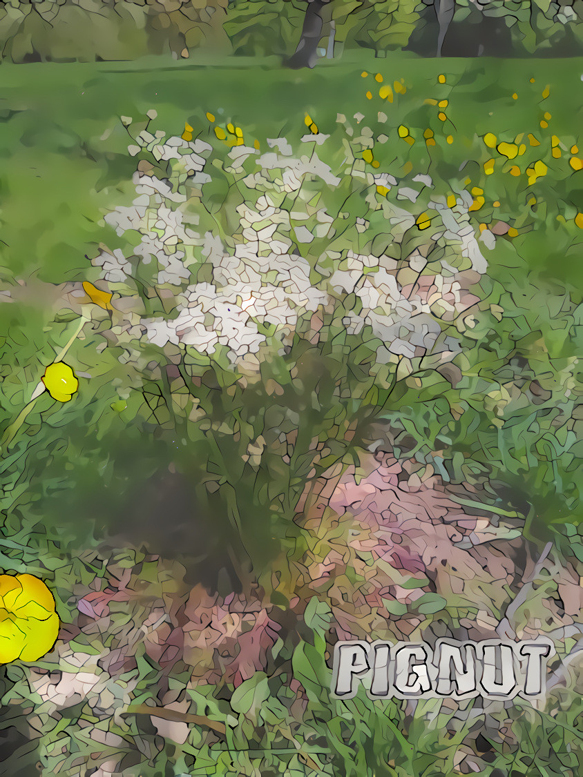 Pignut foliage &amp; flowers - May
