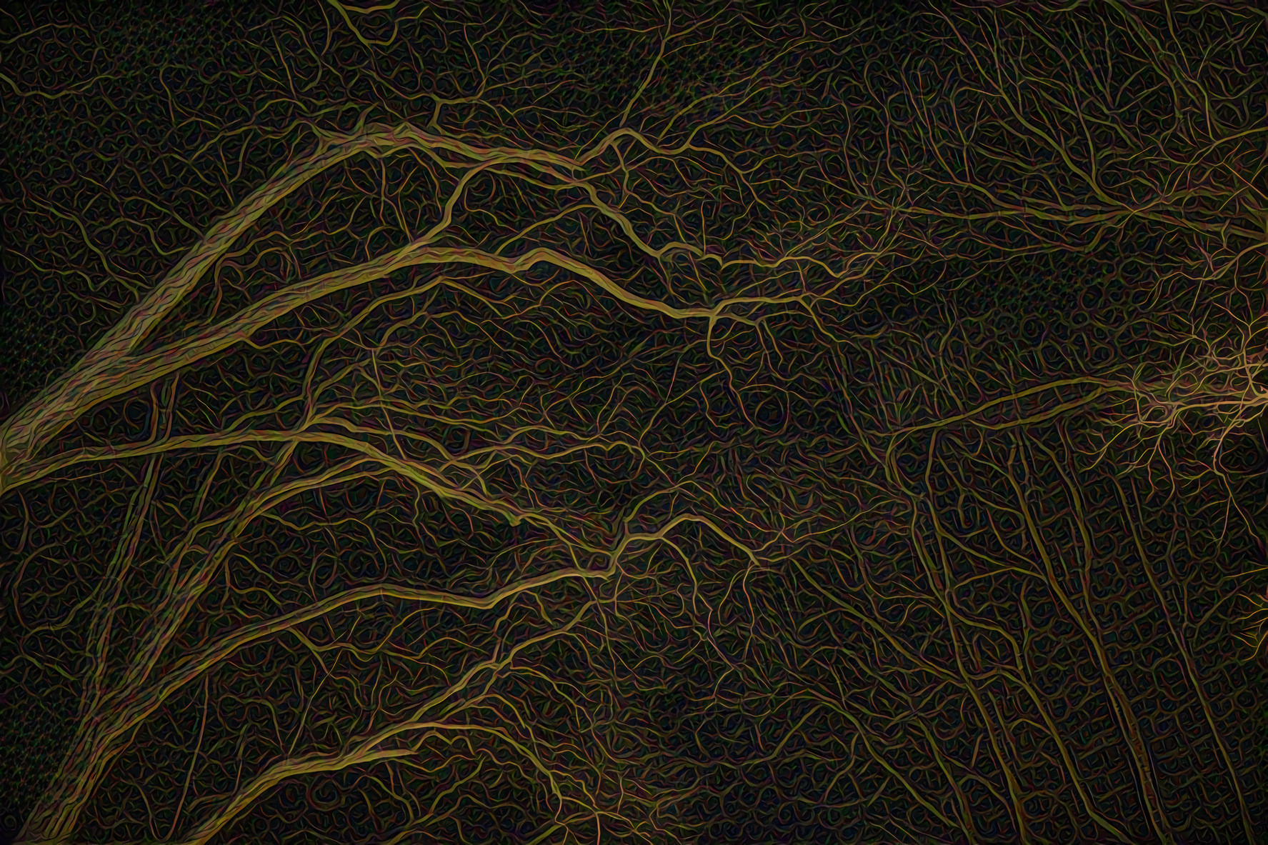 The Trees at Night