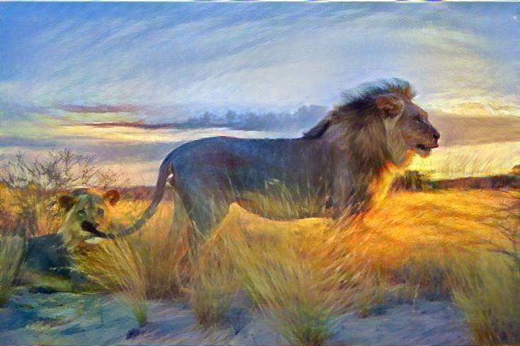 Lion at Sunset 