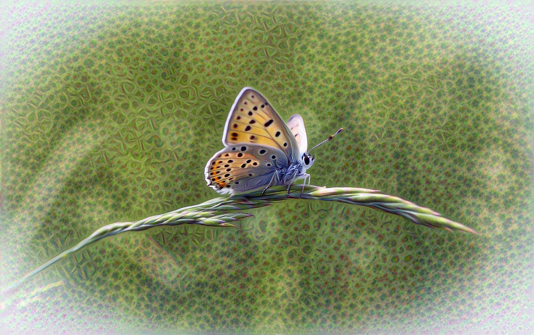 Butterfly on Wild Grass