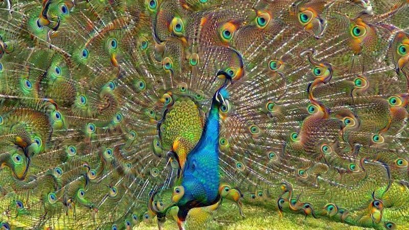 Hypnotic Peafowl
