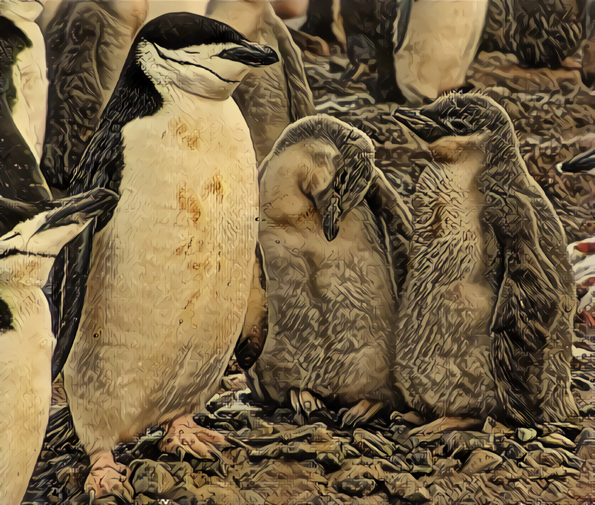 Chinstrap Penguin and Fuzzy 'Babies'.  -  Antarctica