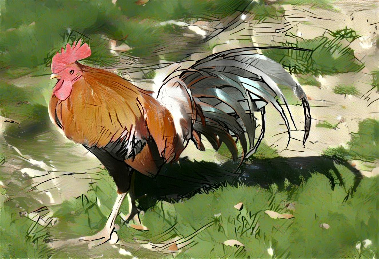 Rooster Water/Sketch