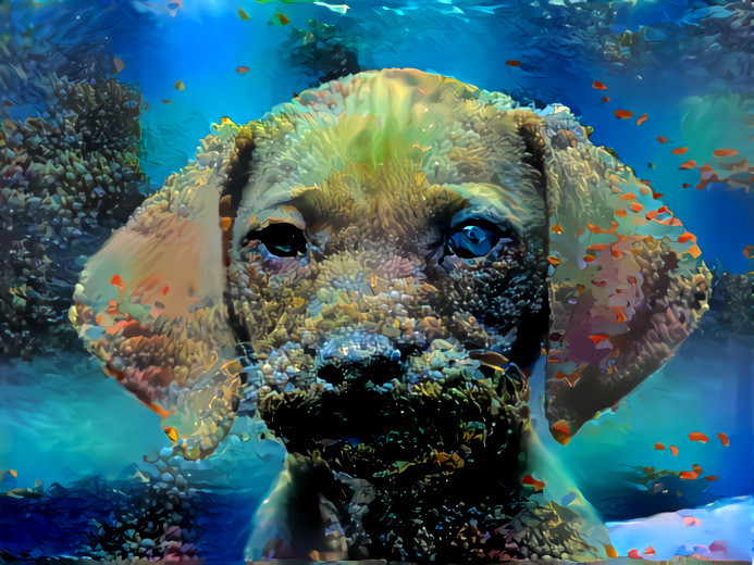 dog pursing lips expression, underwater