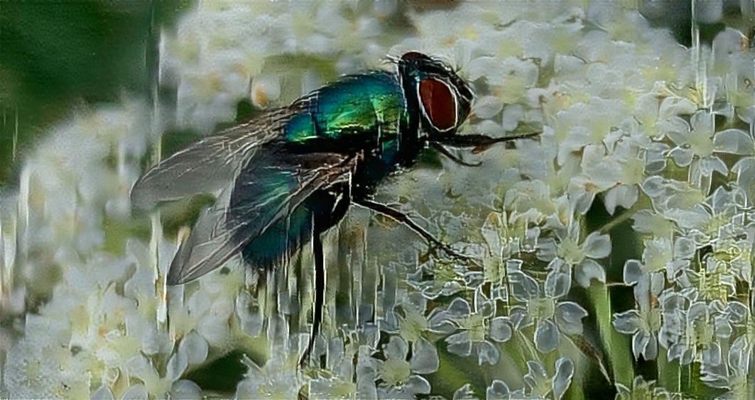 Fly on blossom