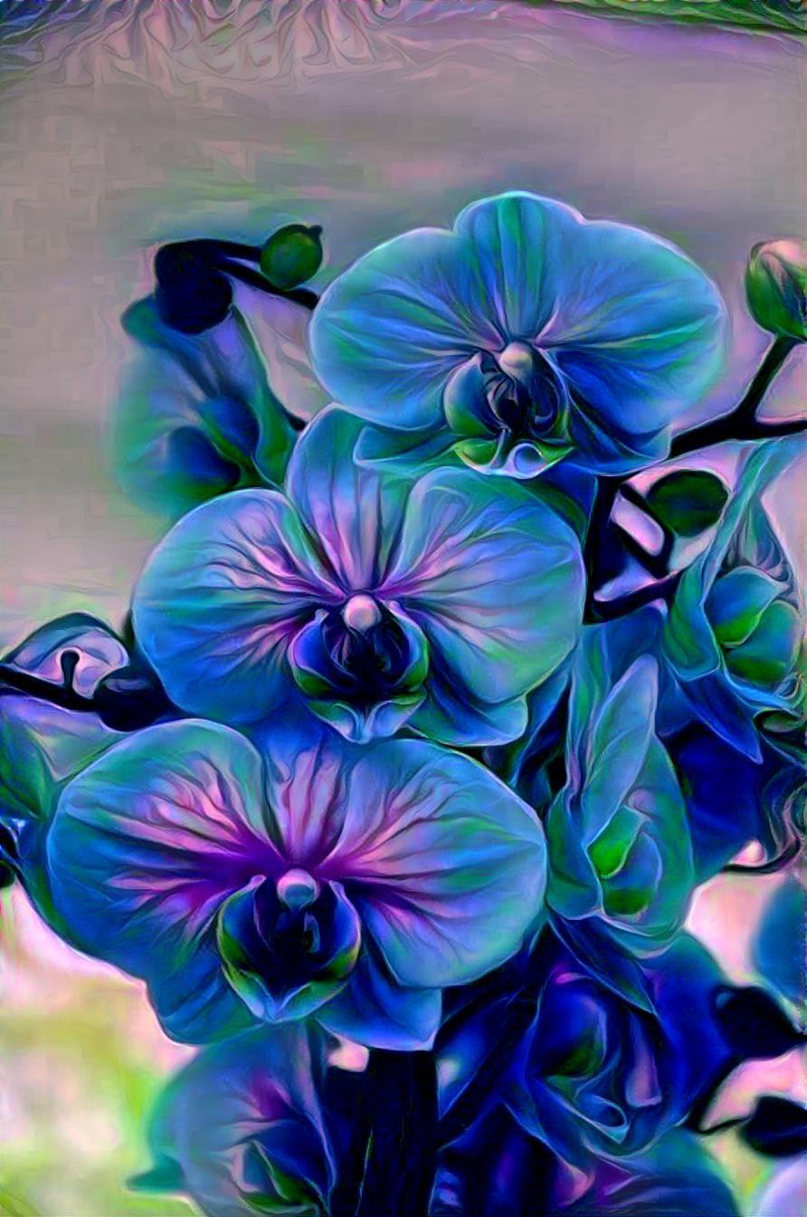 Blue Suede blooms