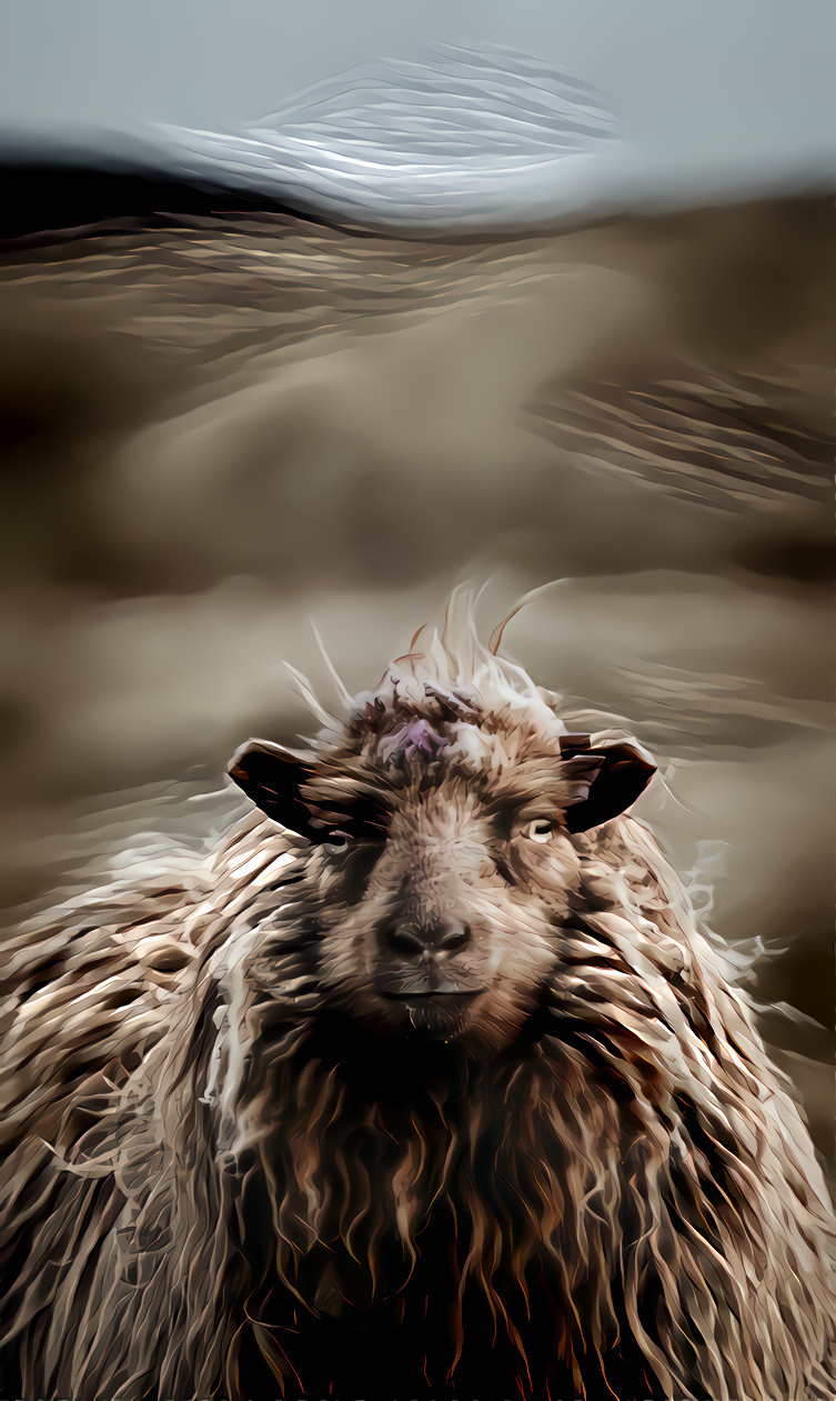 Sheep, Faroe Islands.  Source photo by Annie Spratt on Unsplash.