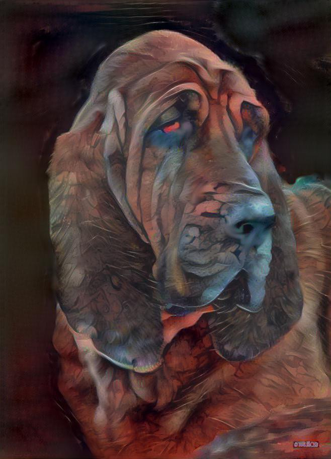 My bloodhound girl Rosie