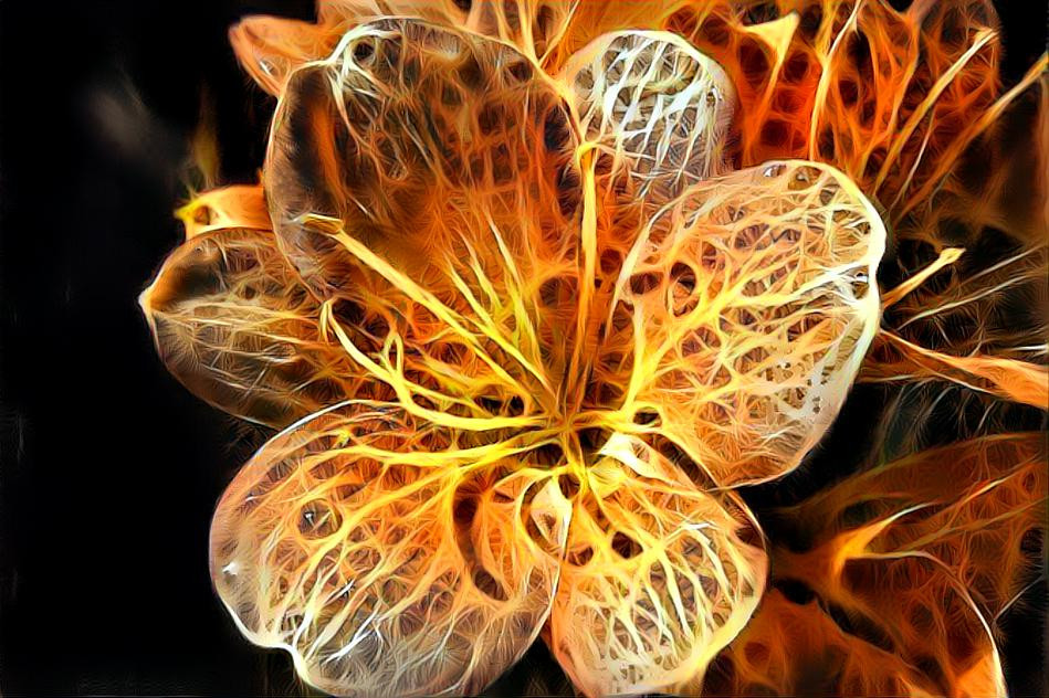 Burning flower (own photo)
